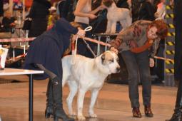 Prezentacja Beruni na Expo Silesia Dog Show 2016