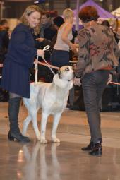 Przywitanie Beruni na Expo Silesia Dog Show 2016