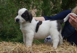 Arwena - piękna suka owczarka środkowoazjatyckiego